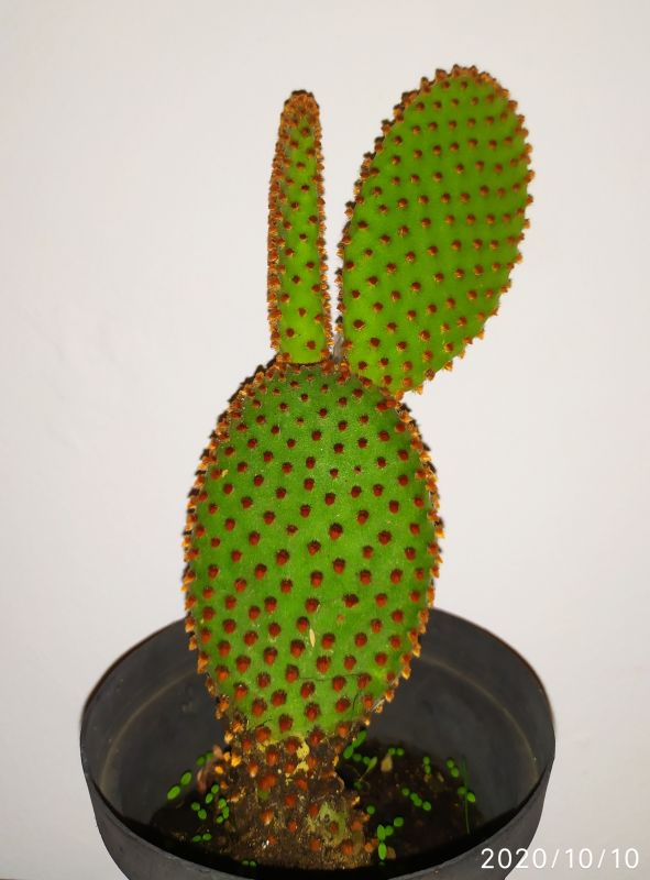 Una foto de Opuntia microdasys ssp. rufida
