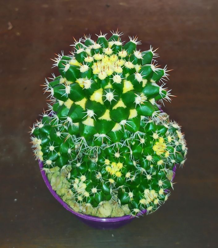 A photo of Mammillaria voburnensis subsp. eichlamii