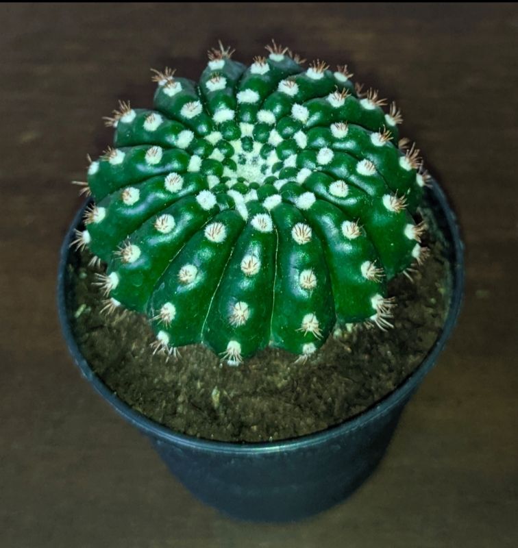 Una foto de Notocactus uebelmannianus