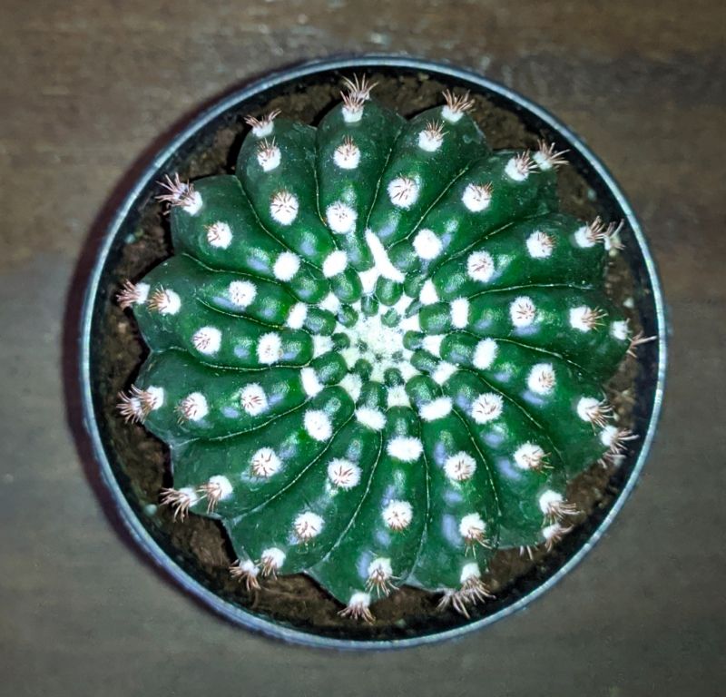 Una foto de Notocactus uebelmannianus