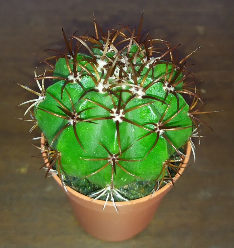 A photo of Melocactus curvispinus