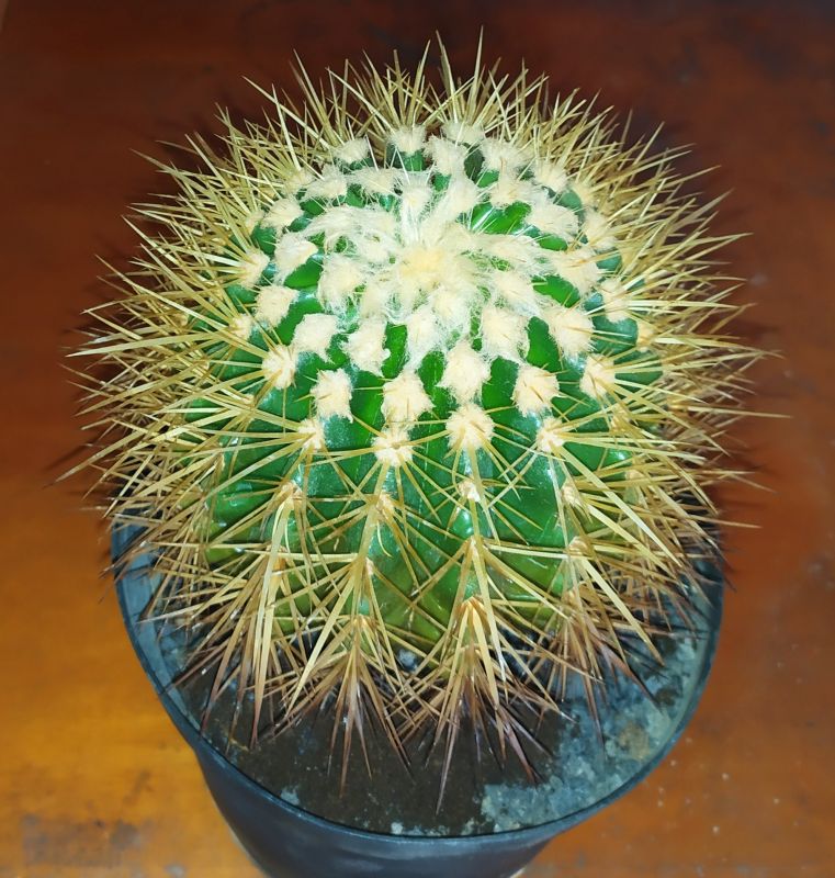 A photo of Echinocactus grusonii