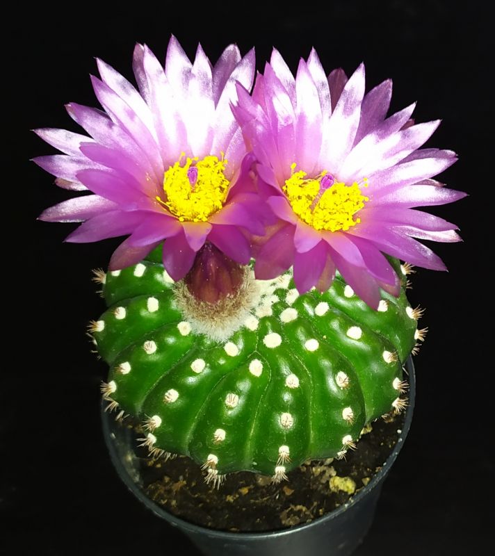 Una foto de Notocactus uebelmannianus