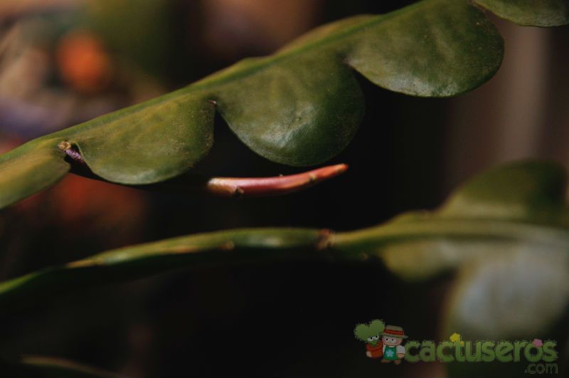 A photo of Epiphyllum anguliger