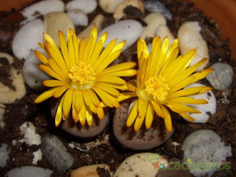 A photo of Lithops aucampiae ssp. aucampiae var. aucampiae