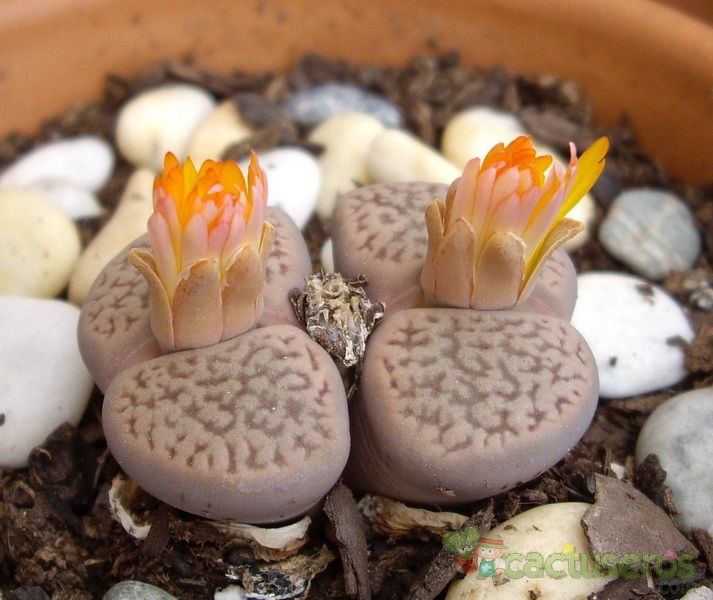 A photo of Lithops aucampiae ssp. aucampiae var. aucampiae