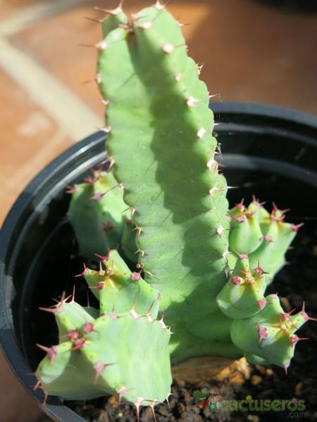 Una foto de Euphorbia resinifera
