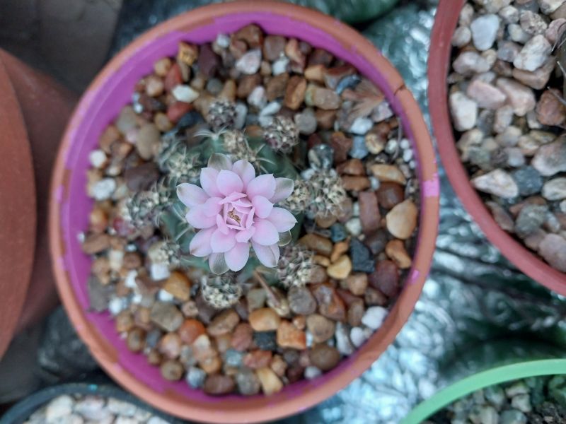 A photo of Gymnocalycium anisitsii ssp. damsii cv. Multiproliferum