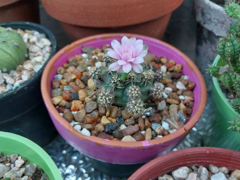 A photo of Gymnocalycium anisitsii ssp. damsii cv. Multiproliferum