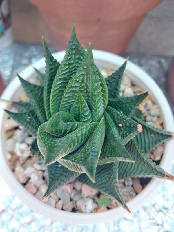 Una foto de Haworthia limifolia