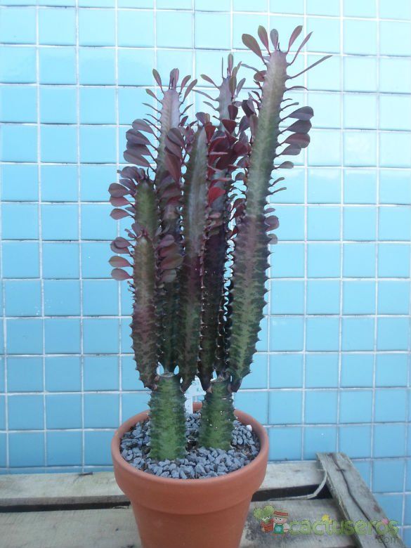Una foto de Euphorbia trigona var. rubra
