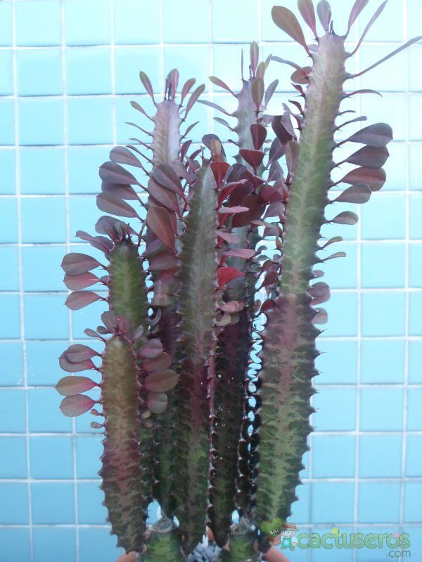 Una foto de Euphorbia trigona var. rubra