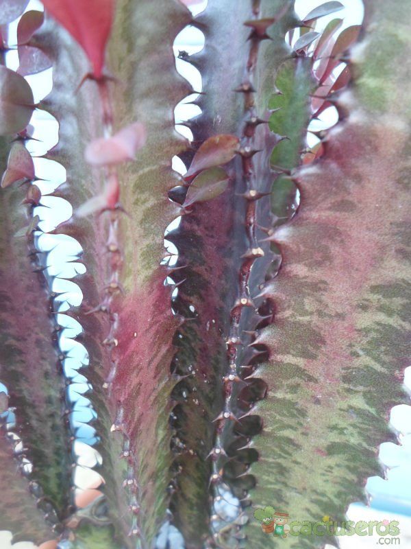 Una foto de Euphorbia trigona var. rubra