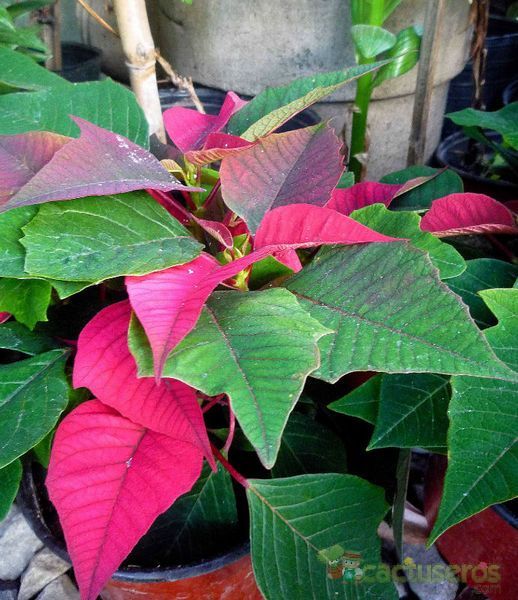 Una foto de Euphorbia pulcherrima