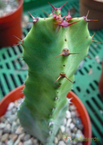 Una foto de Euphorbia resinifera