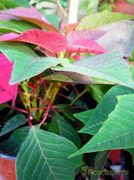 Una foto de Euphorbia pulcherrima