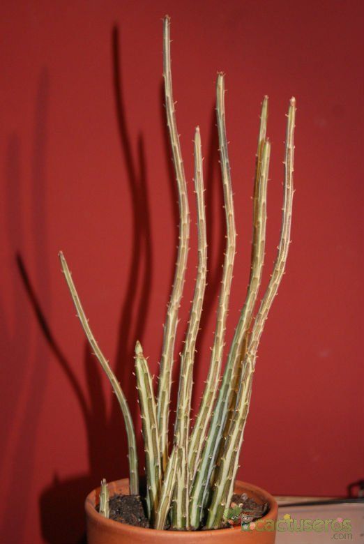 A photo of Kleinia gregorii