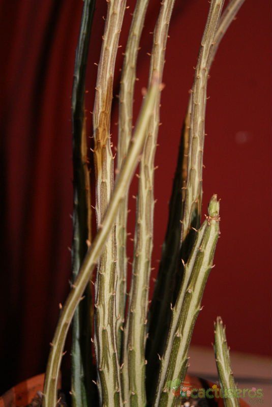 A photo of Kleinia gregorii