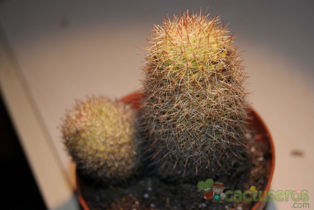 A photo of Mammillaria eriacantha