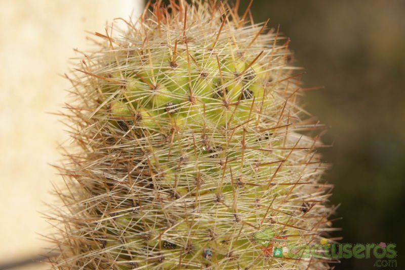 A photo of Mammillaria eriacantha