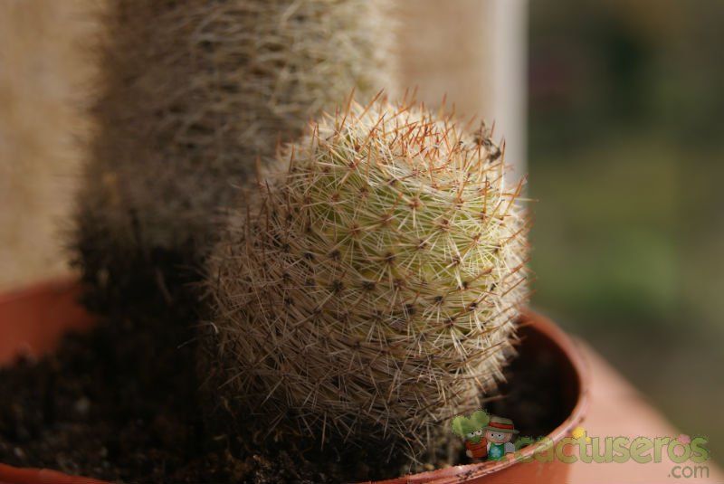 A photo of Mammillaria eriacantha