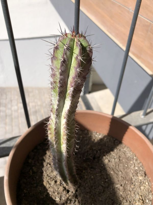 Photo of a cactus currently being identified
