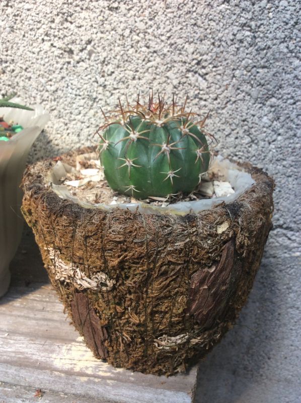 Photo of a cactus currently being identified