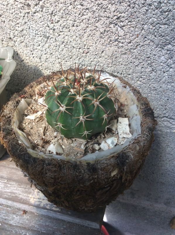 Photo of a cactus currently being identified