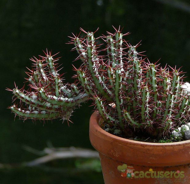 Una foto de Euphorbia aeruginosa