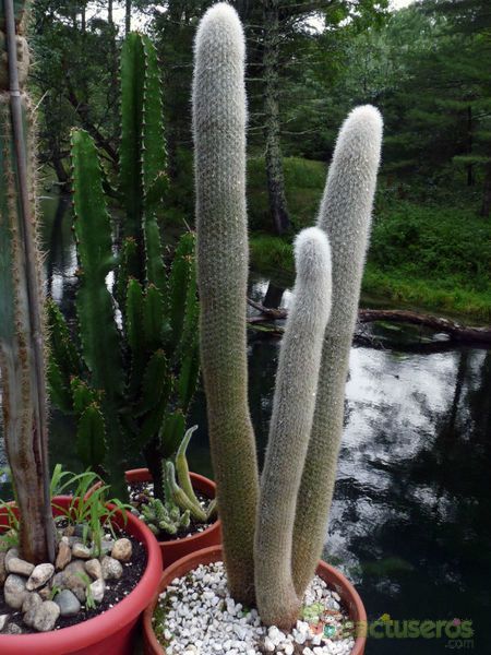 A photo of Cleistocactus straussii