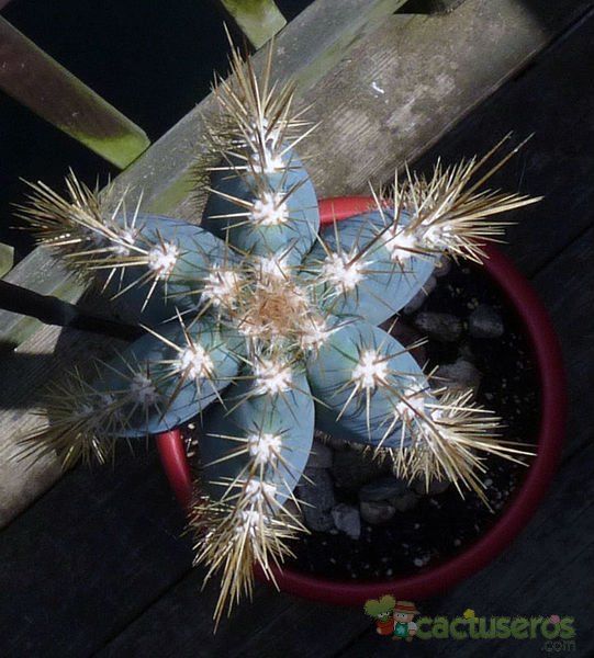Una foto de Pilosocereus pachycladus