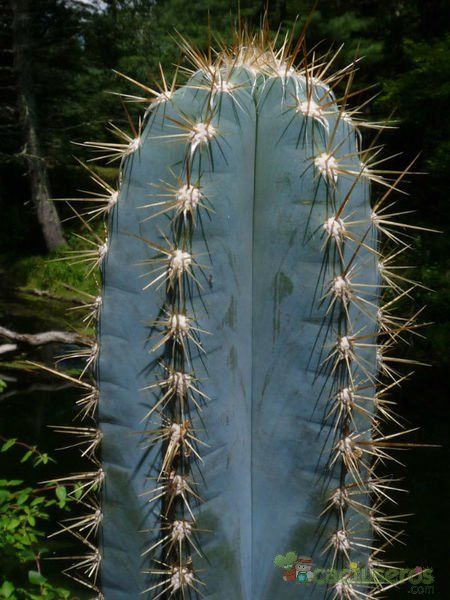 Una foto de Pilosocereus pachycladus