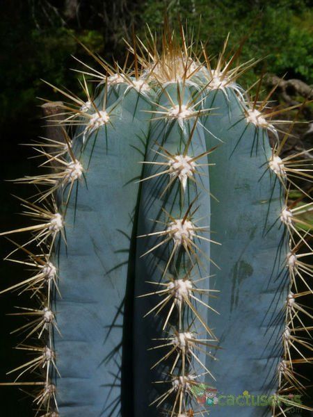 Una foto de Pilosocereus pachycladus