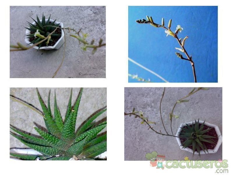 Una foto de Haworthia minor