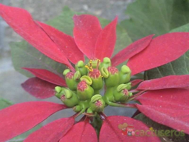 A photo of Euphorbia pulcherrima