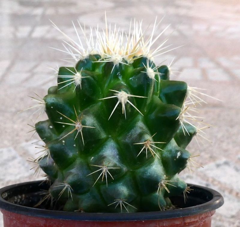 A photo of Echinocactus grusonii