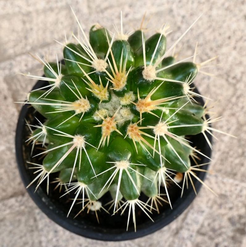 A photo of Echinocactus grusonii