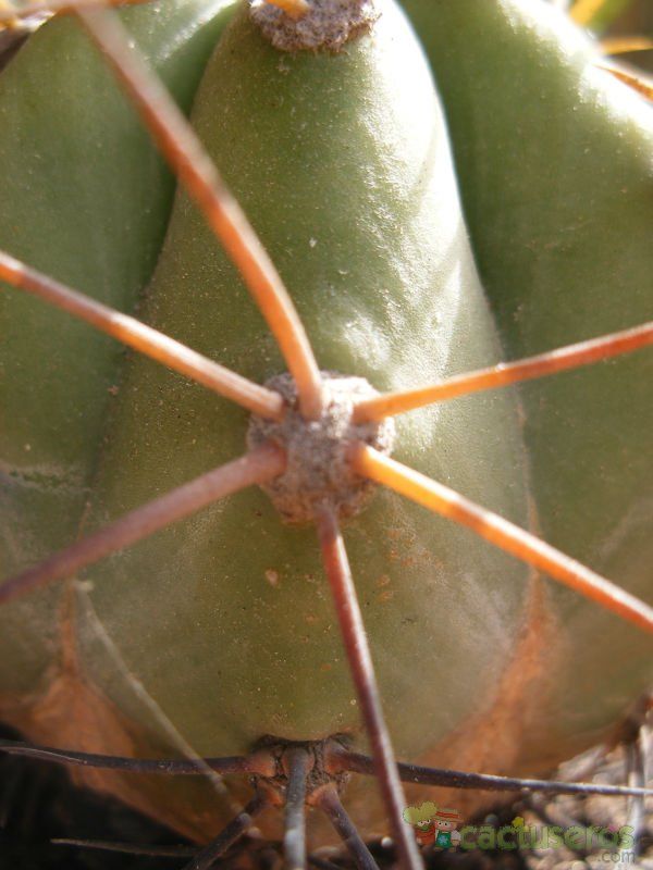A photo of Echinopsis terscheckii