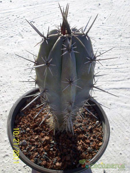 A photo of Pachycereus tepamo