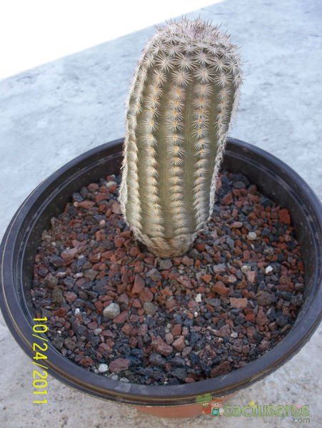 Una foto de Echinocereus adustus