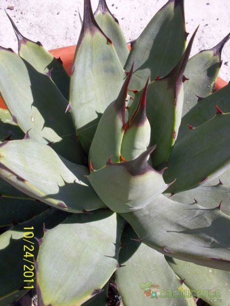A photo of Agave macroacantha