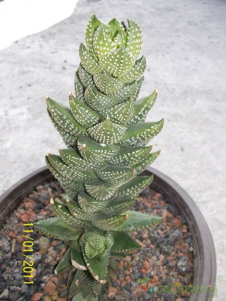 A photo of Haworthia coarctata