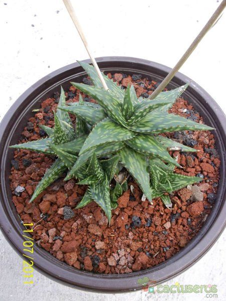 Una foto de Aloe jucunda