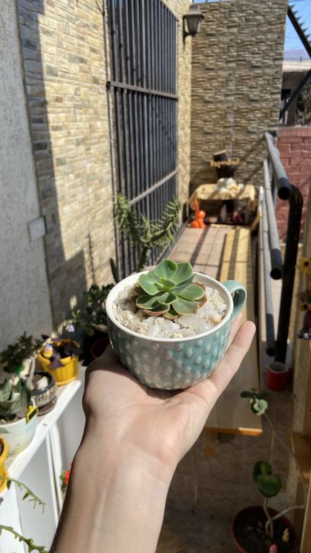 Foto de un cactus que se está identificando actualmente