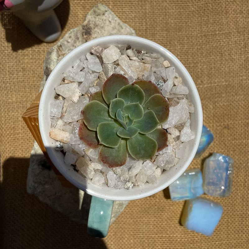 Foto de un cactus que se está identificando actualmente