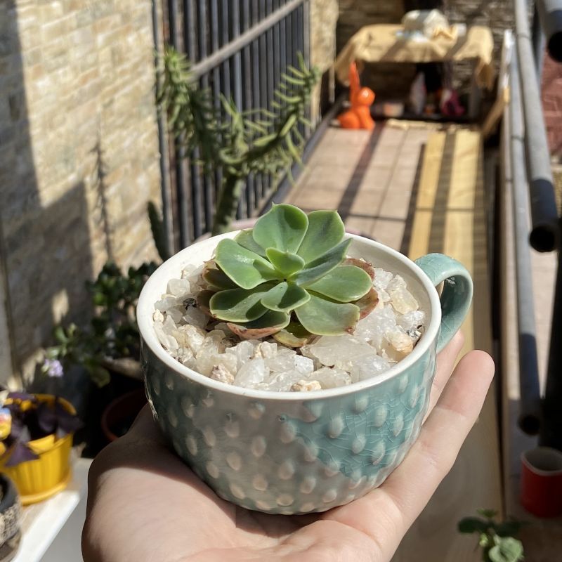 Foto de un cactus que se está identificando actualmente