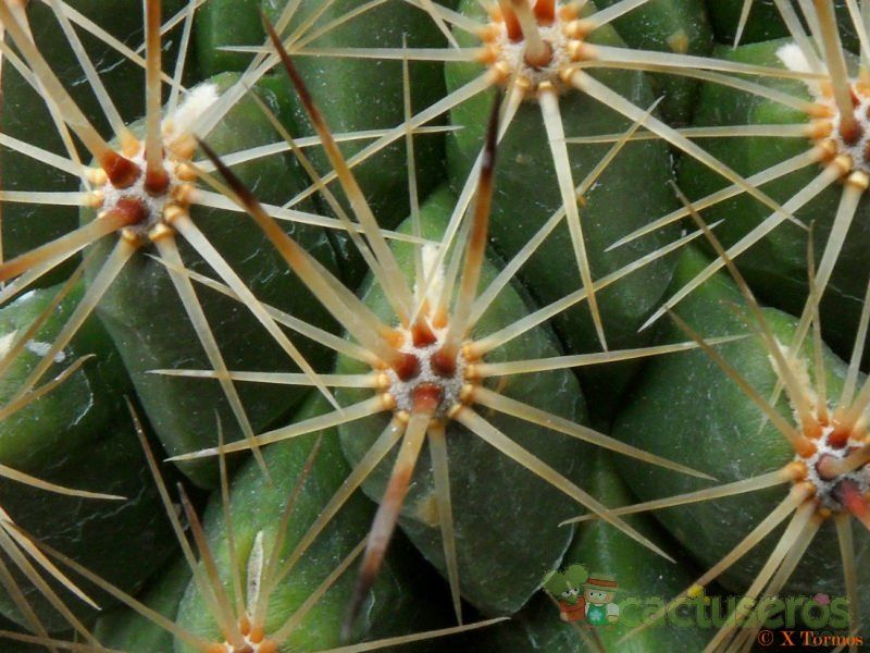 Una foto de Thelocactus conothelos ssp. aurantiacus