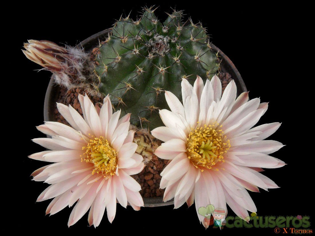 A photo of Echinocereus pulchellus ssp. sharpii