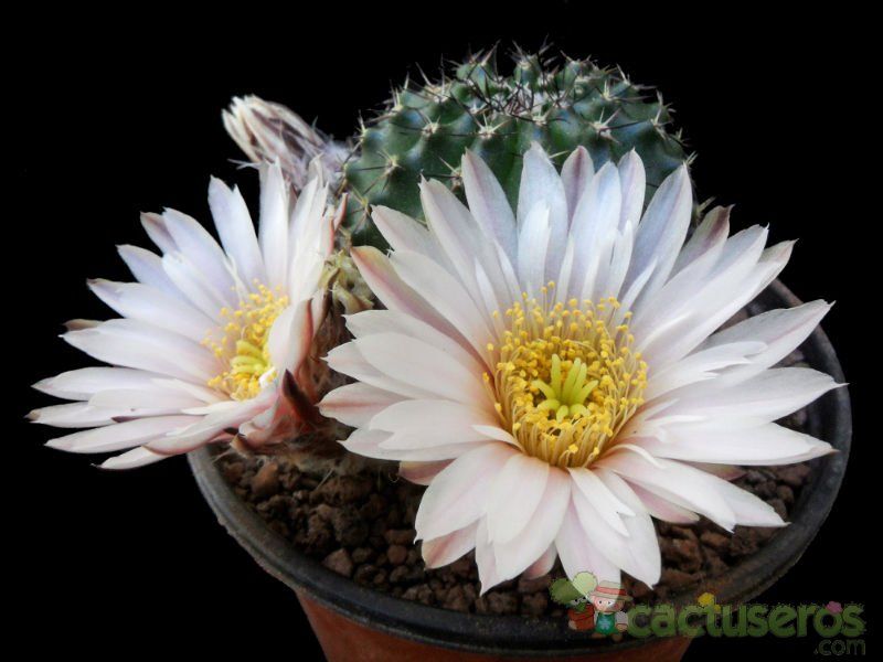 A photo of Echinocereus pulchellus ssp. sharpii