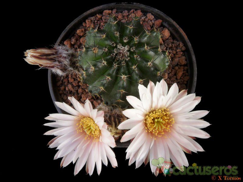 A photo of Echinocereus pulchellus ssp. sharpii